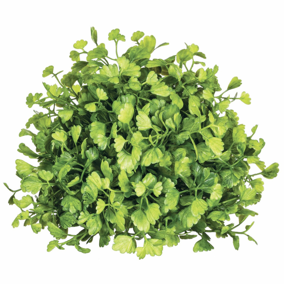 Maiden Hair Fern Half Orb — alternate view 2