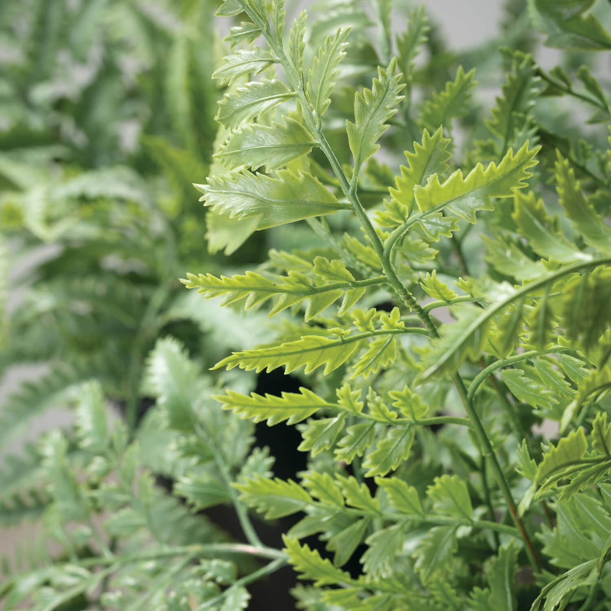 Potted Fern Plant 2 Assorted — alternate view 2