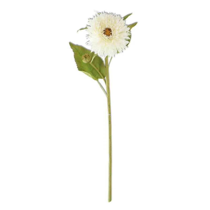 Aster Stem