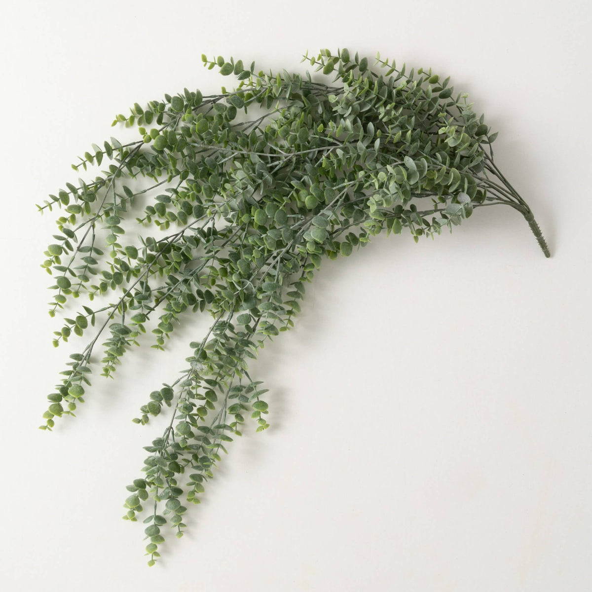 Potted Fittonia — alternate view 2