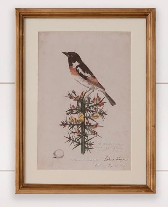 Antique Birds Framed Print (16  x 12) — alternate view 13