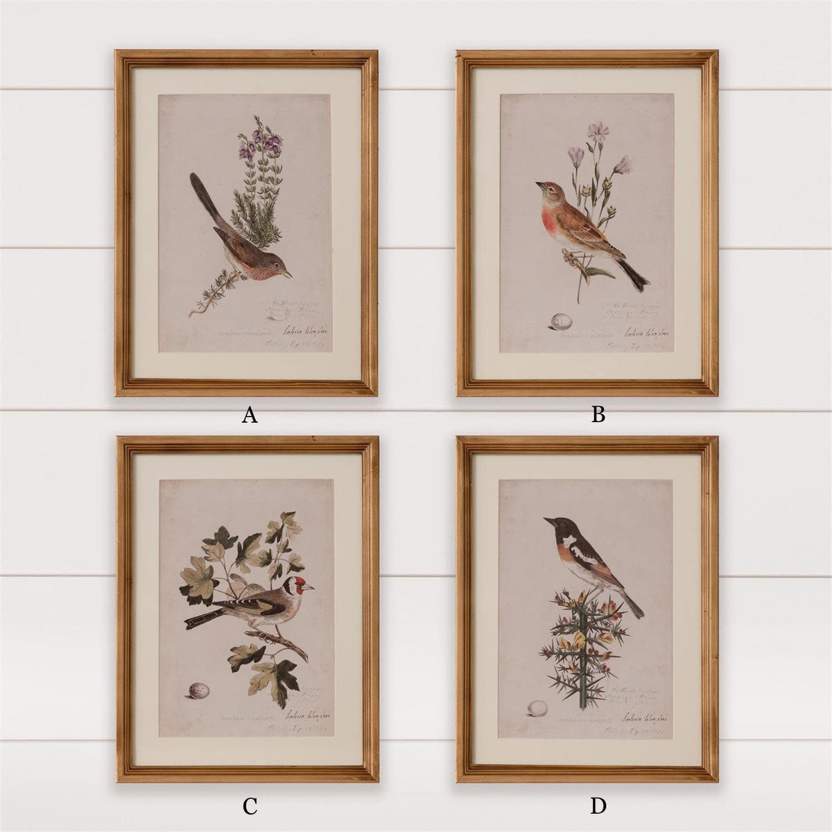 Antique Birds Framed Print (16  x 12) — alternate view 10