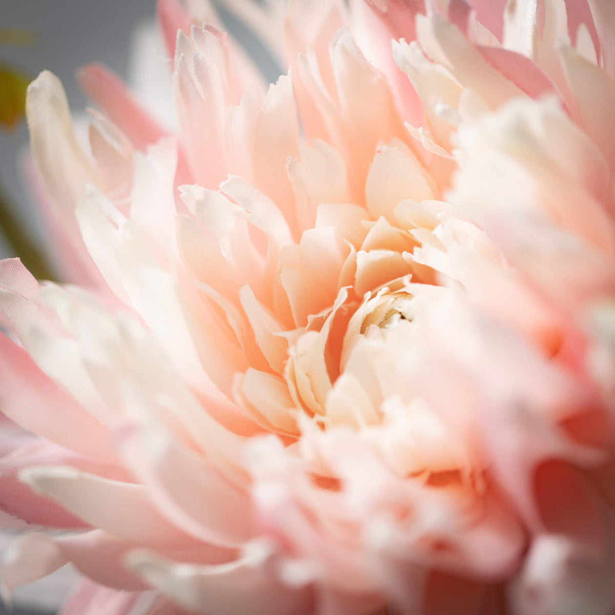 White Pale Pink Dahlia Spray — alternate view 2