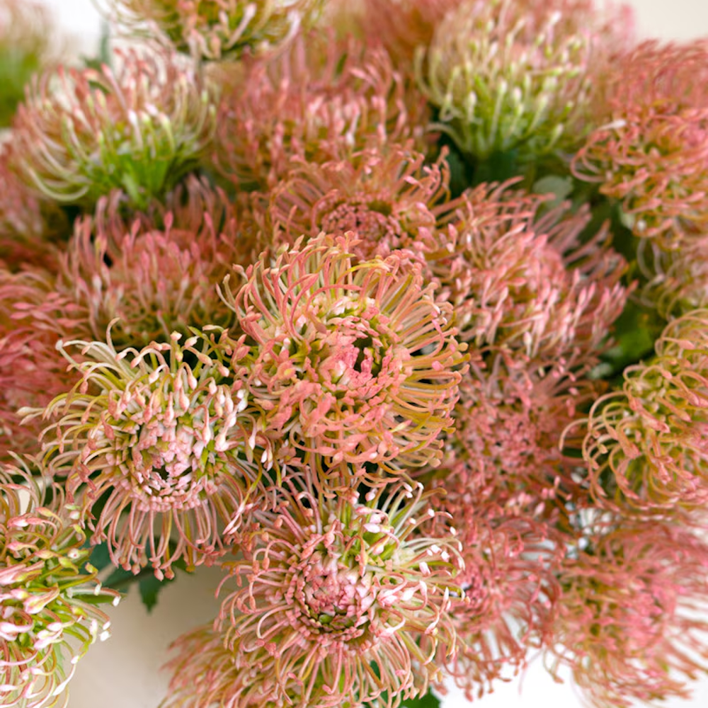 Detailed close-up of artificial antique blush pincushion protea blooms showing delicate, thin petals.