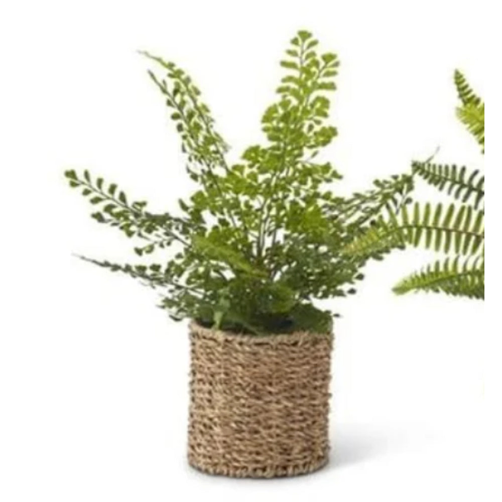 Assorted green ferns in a round woven seagrass basket planter.