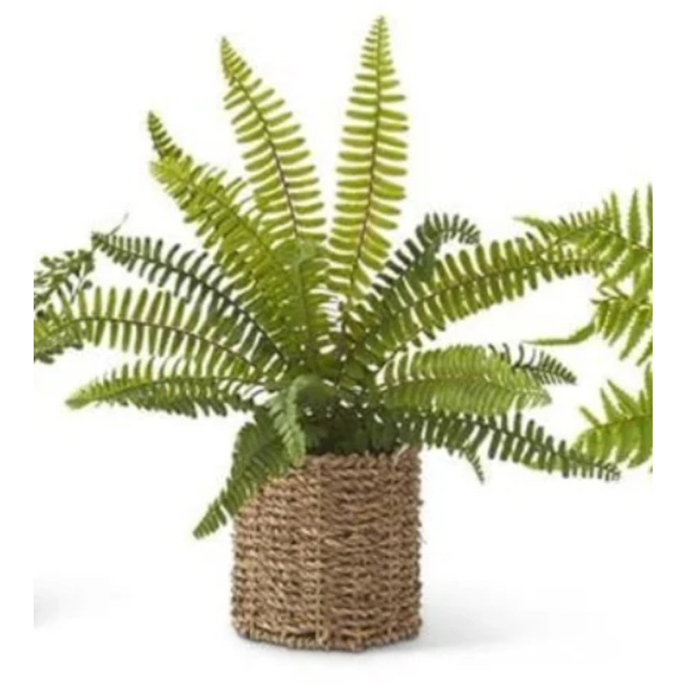 Potted fern plant in a round woven seagrass basket on a white background.