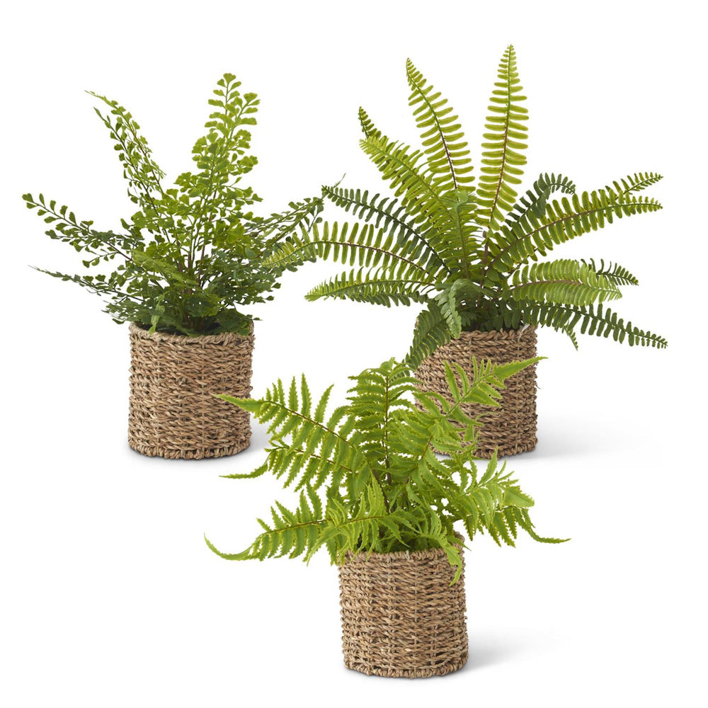Three assorted artificial ferns in small round woven seagrass baskets on a white background.
