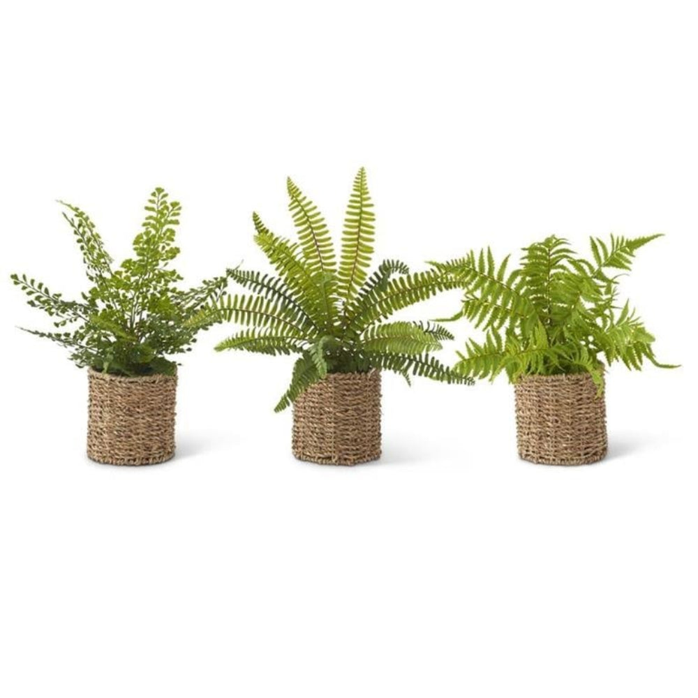 Three assorted ferns in small round woven wicker baskets.