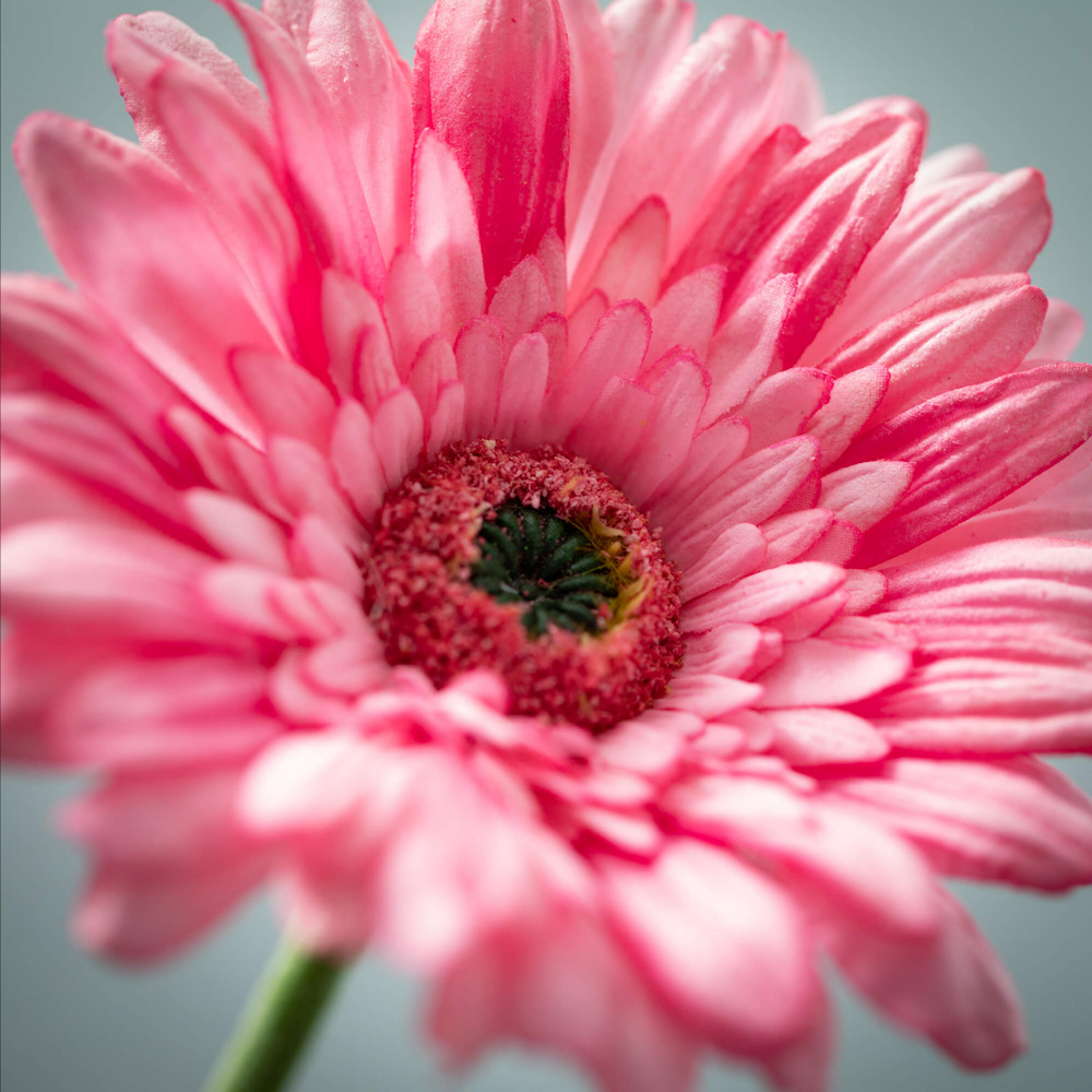 Close-up of a vibrant pink gerbera daisy flower.