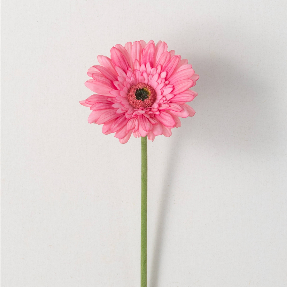 A single pink gerbera daisy on a straight green stem centered against a plain white background.