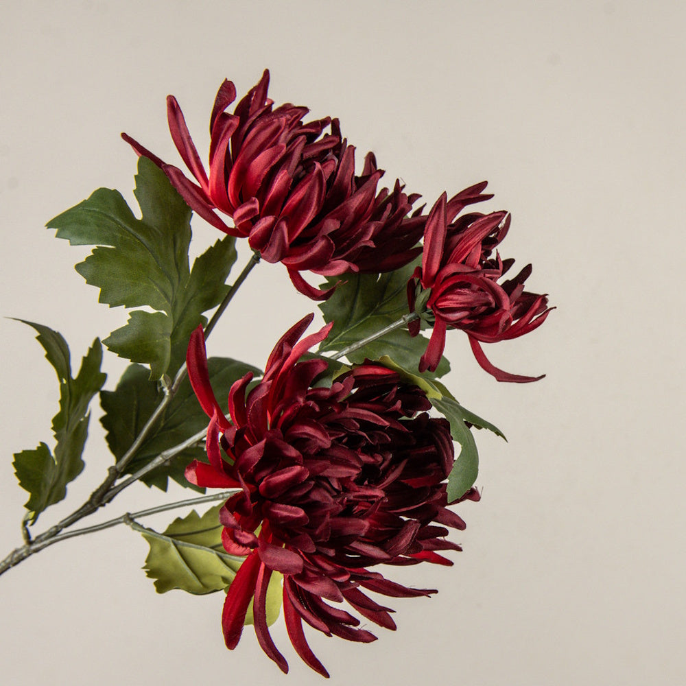 Deep burgundy chrysanthemum spray featuring full, textured blooms and realistic green leaves.
