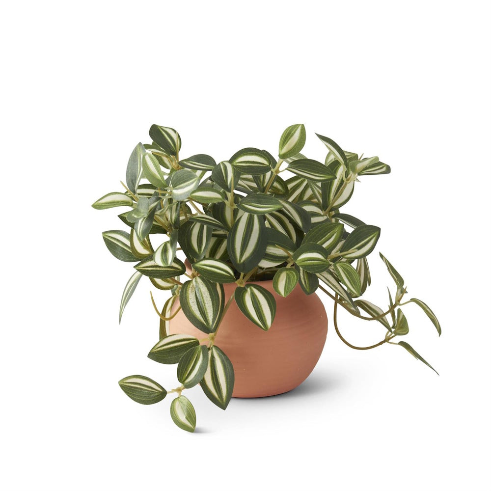 Small Wandering Jew houseplant with green and white striped leaves in a round terracotta pot.