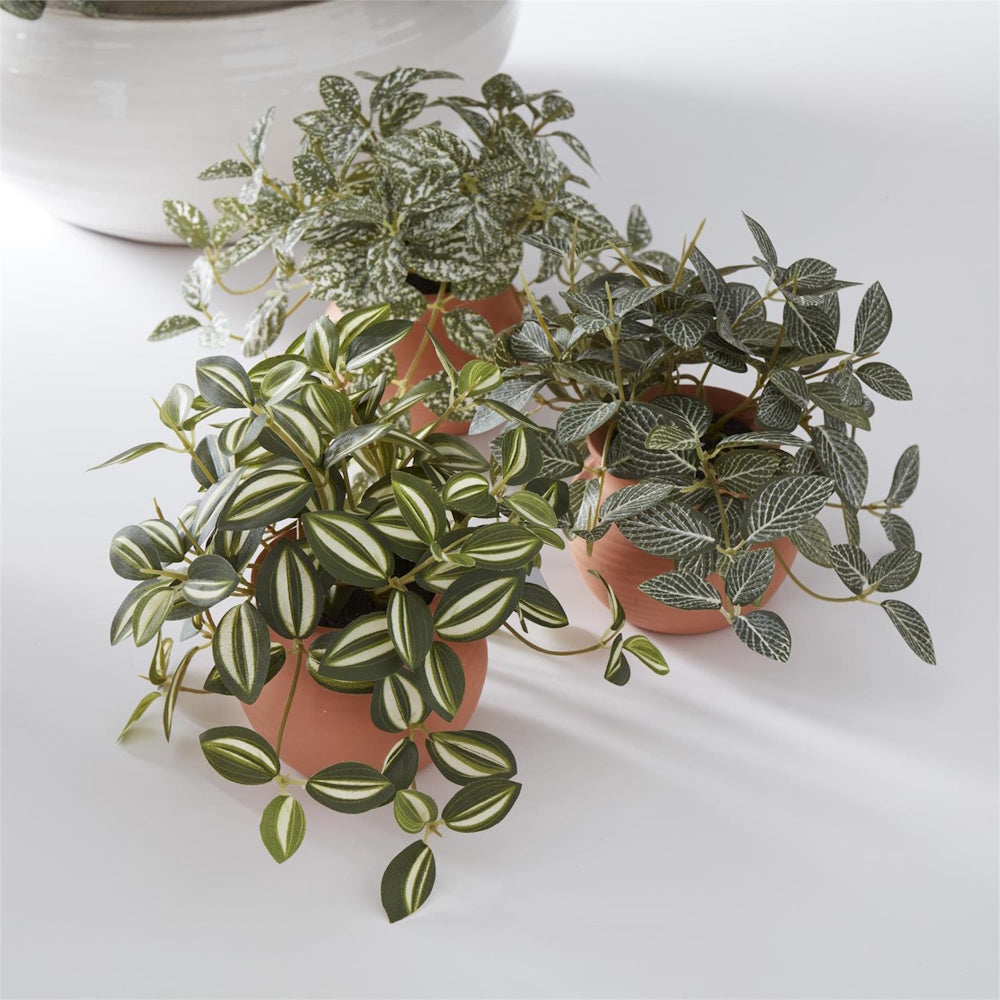 Three small artificial houseplants in terracotta pots, including a striped Tradescantia and Fittonia, on a white surface.
