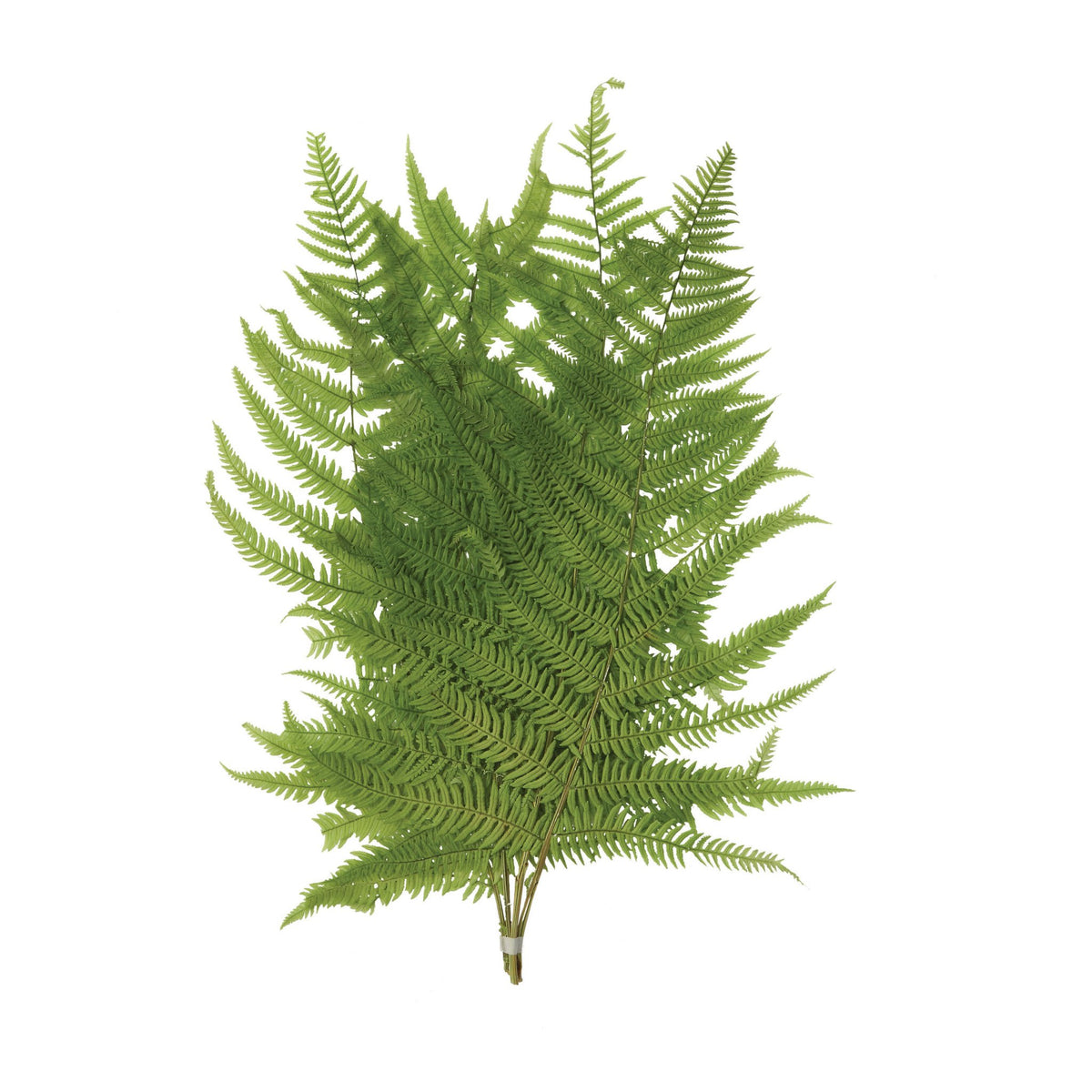 16"H Dried Natural Fern Leaf in Bag, Green — alternate view 2