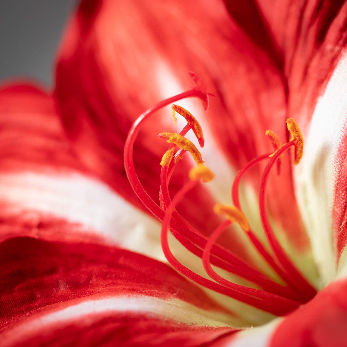 Christmas Amaryllis Stem — alternate view 2