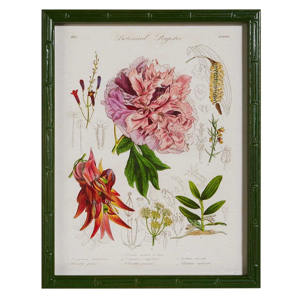 Botanical illustration featuring a large pink peony and other flowers in a green bamboo-style frame.