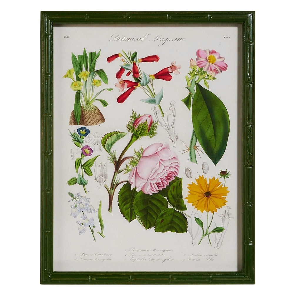 A botanical illustration of various colorful flowers in a green bamboo-style frame, titled "Botanical Magazine."