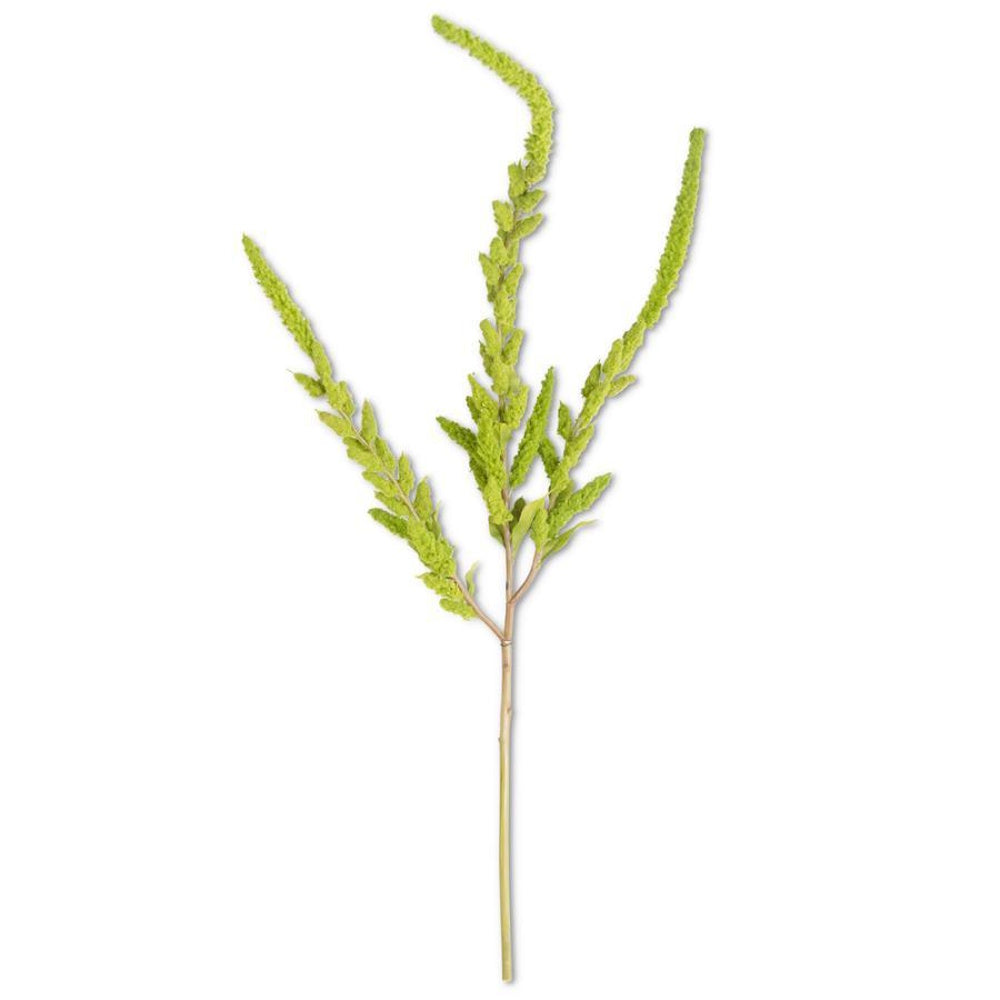 A single stem of bright green amaranthus with textured, branching floral spikes against a white background.