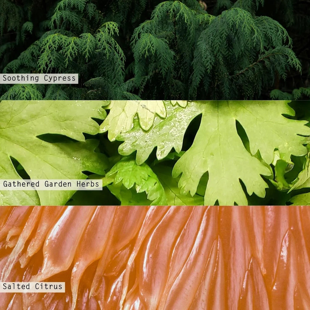 Fragrance notes graphic showing cypress, garden herbs, and salted citrus in three horizontal sections.