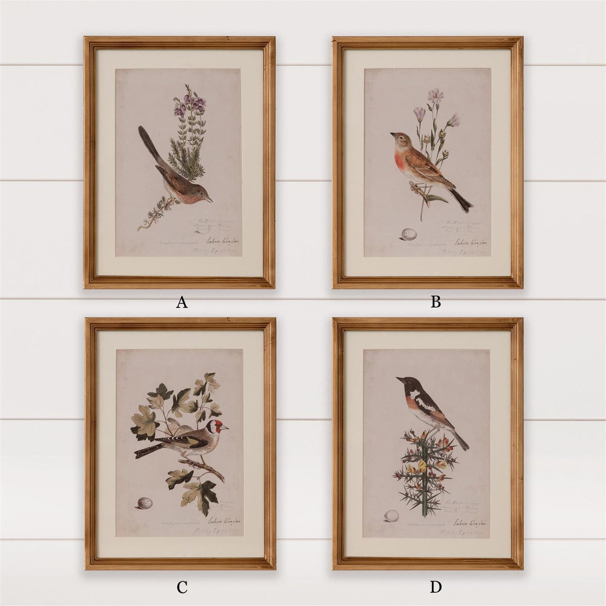 Antique Birds Framed Print (16  x 12) — alternate view 4
