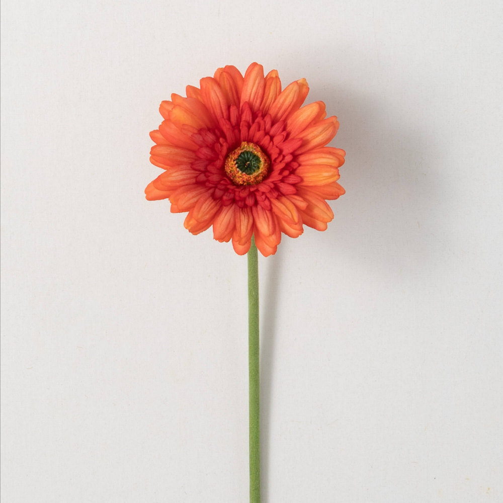 A single orange gerbera daisy on a straight green stem centered against a plain white background.