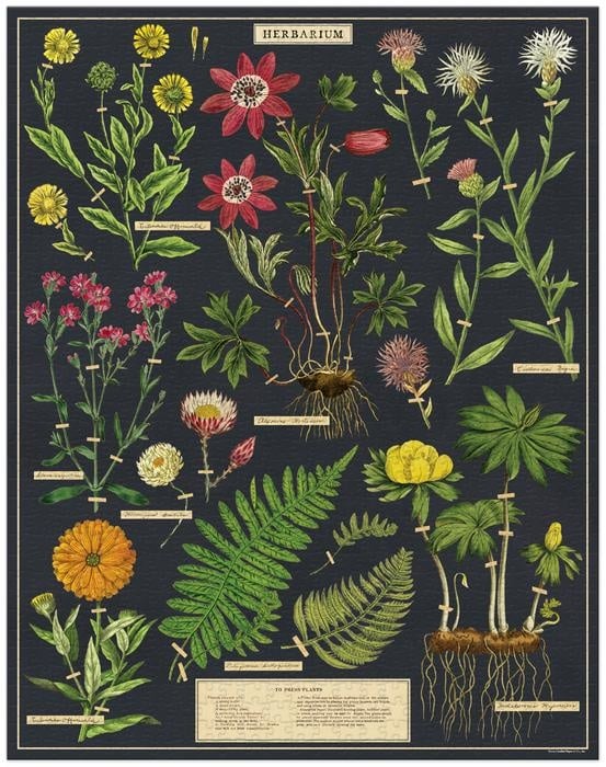 Herbarium 1,000 Piece Puzzle — alternate view 3