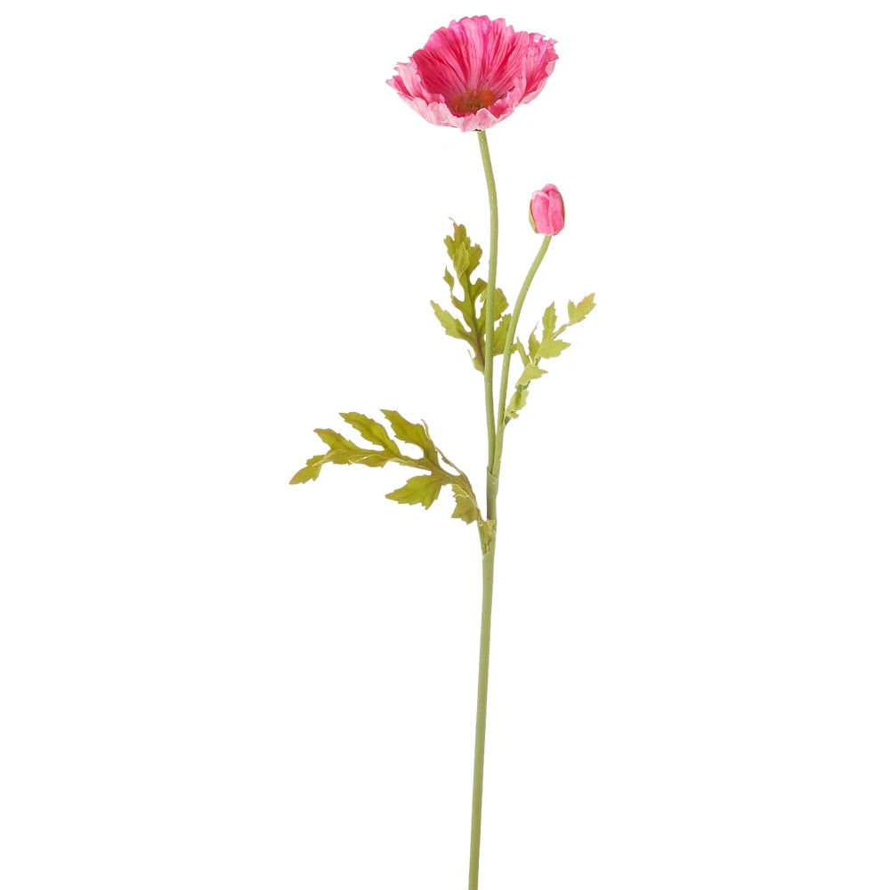 A single stem of a pink poppy with one open flower, a small bud, and green leaves against a white background.