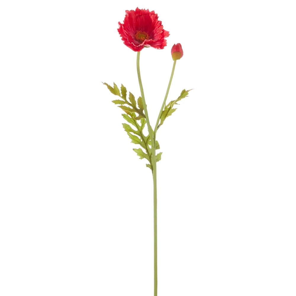 A single red poppy stem with one open flower, one small bud, and green leaves against a white background.
