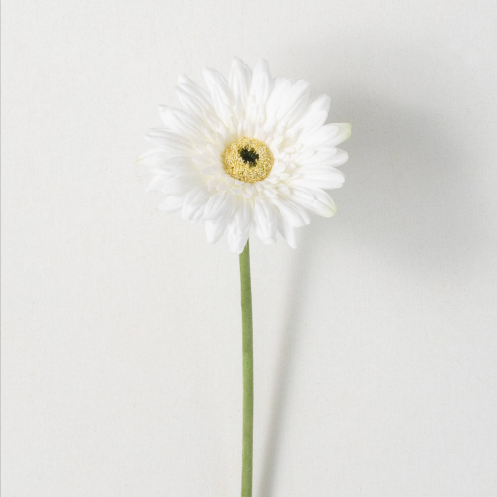A single white gerbera daisy with a yellow center and a green stem against a plain white background.