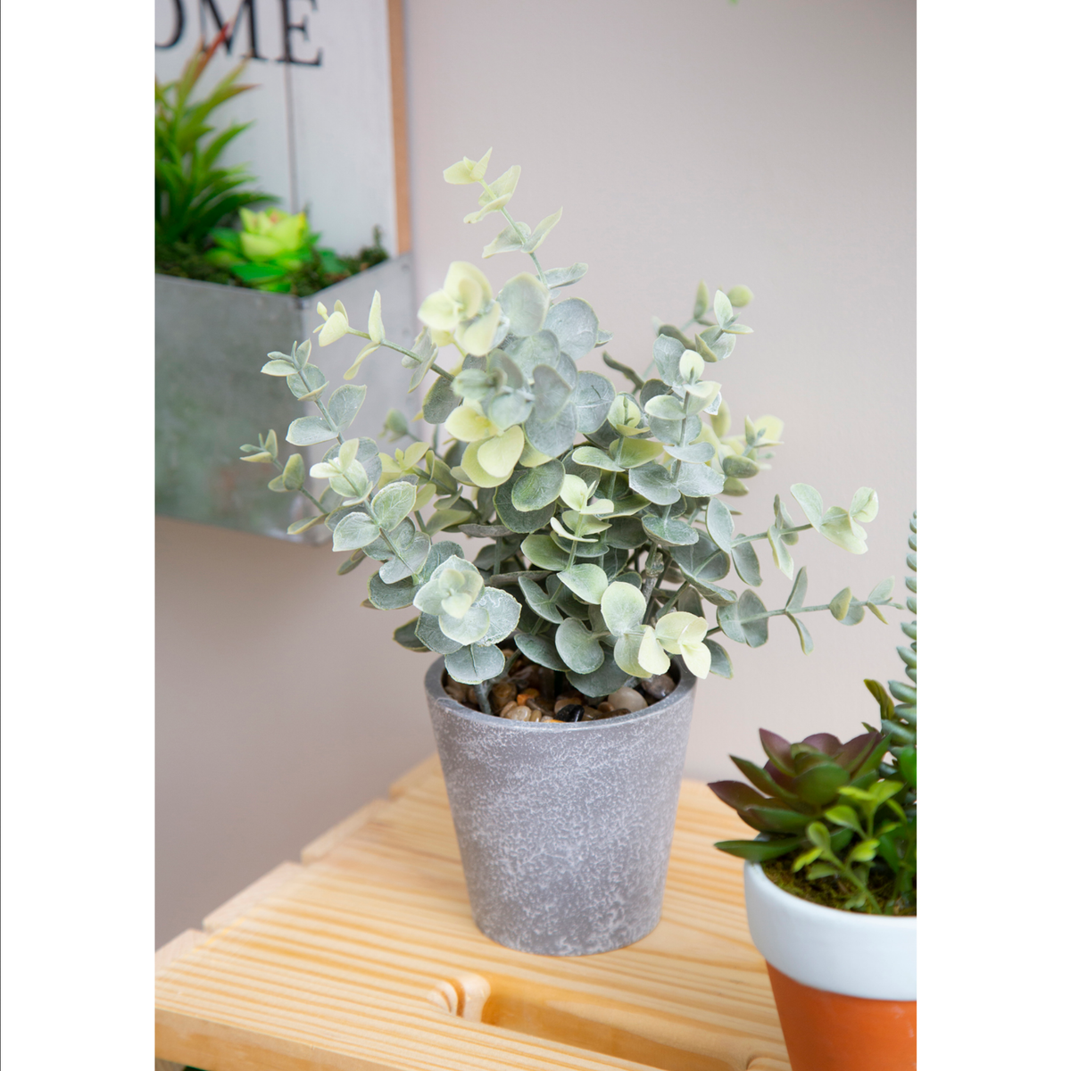 11" Tall Eucalyptus in Planter — alternate view 2