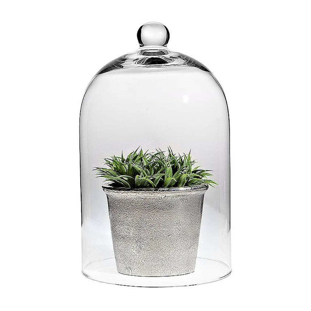 Clear glass cloche dome placed over a small potted green succulent plant on a white background.