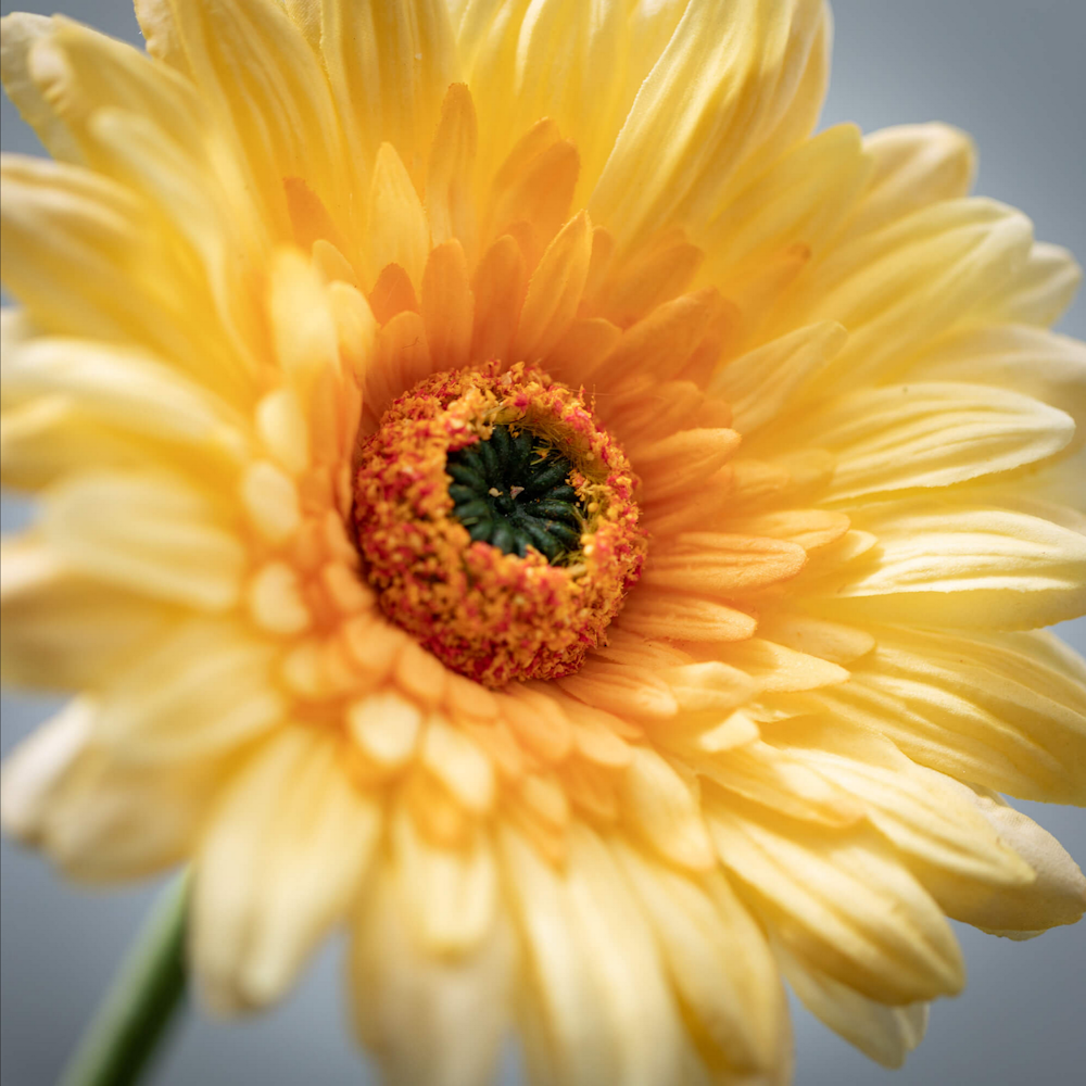 Close-up of a bright yellow gerbera daisy with an orange and green center against a soft grey background.