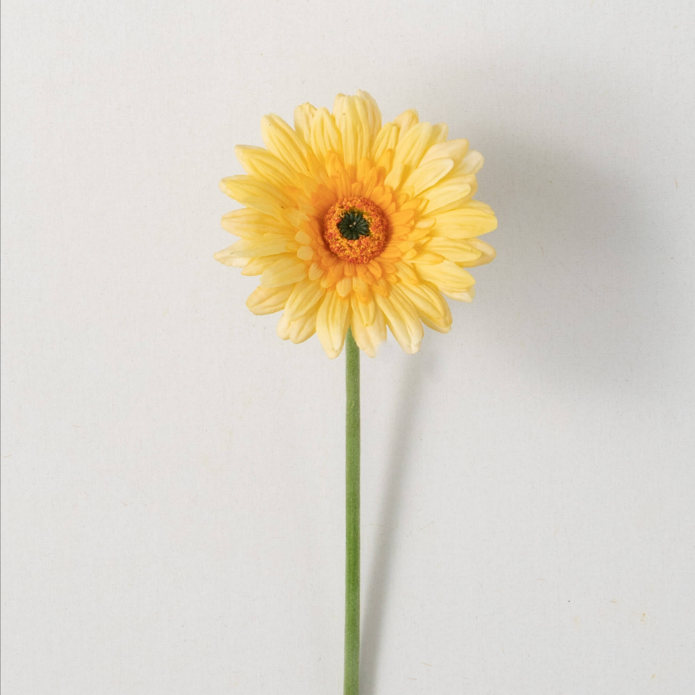 A single yellow gerbera daisy with a green stem against a plain white background.