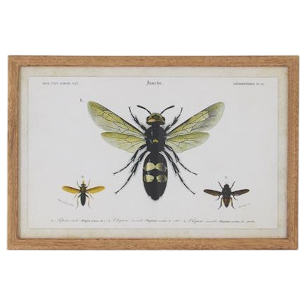 Vintage framed wasp botanical print, featuring a black and yellow insect illustration with a natural wood frame.