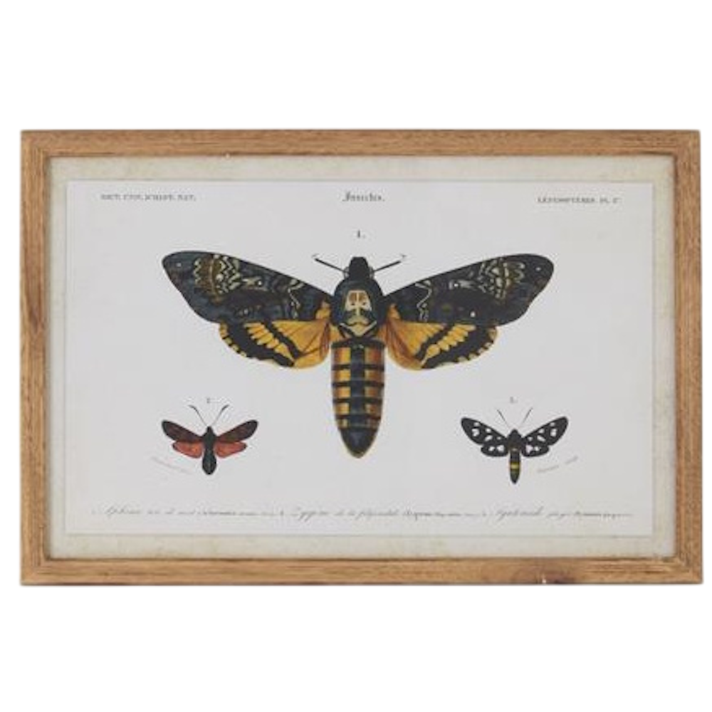 Vintage framed botanical print of a Death's-head Hawkmoth and two smaller moth species in a light wood frame.